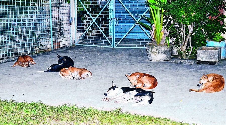 Opening image of &lsquo;A bark for democracy, anyone?&rsquo; in The Telegraph, India